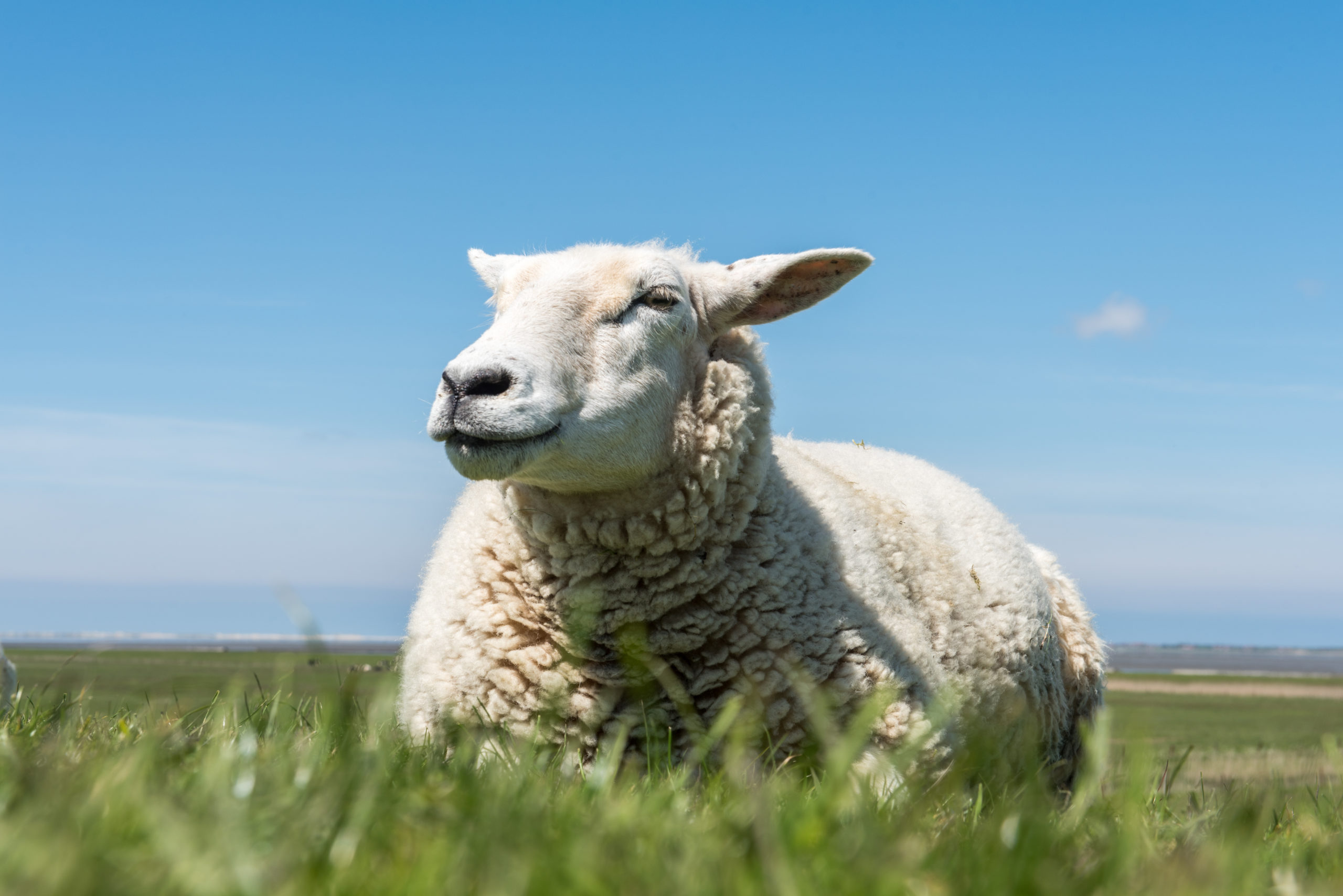 sheep on meadow in blue sky